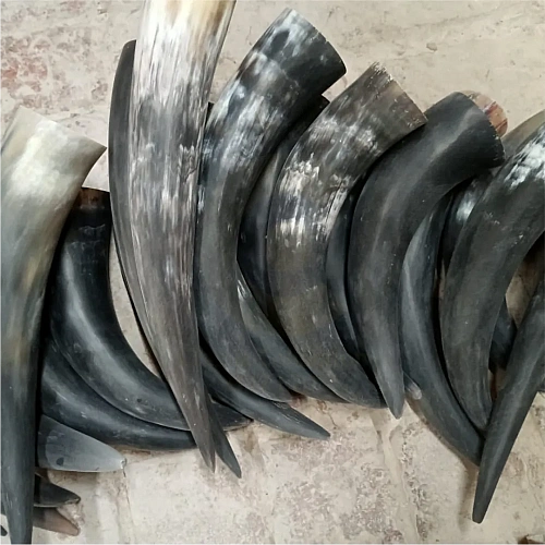 Buffalo Horn for drinking horns, décor and craft work – design 4